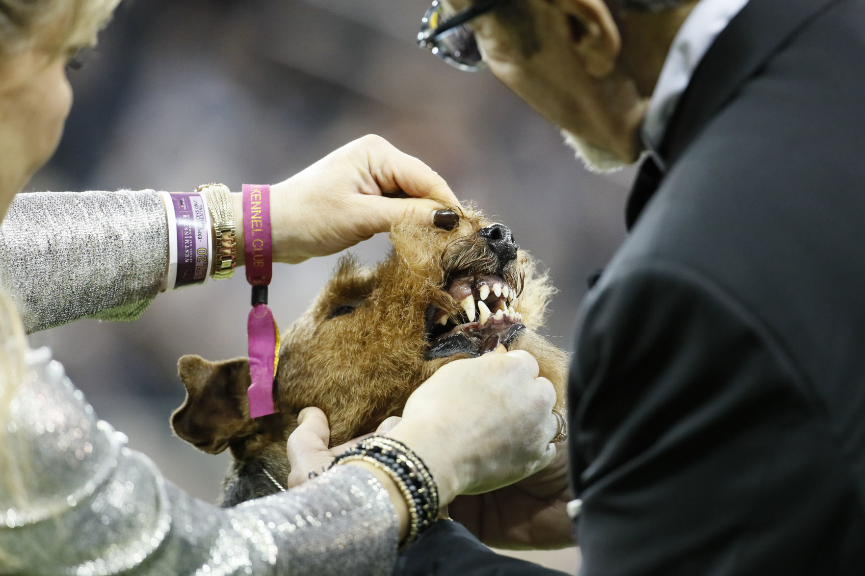 How do I brush my dog’s teeth?
